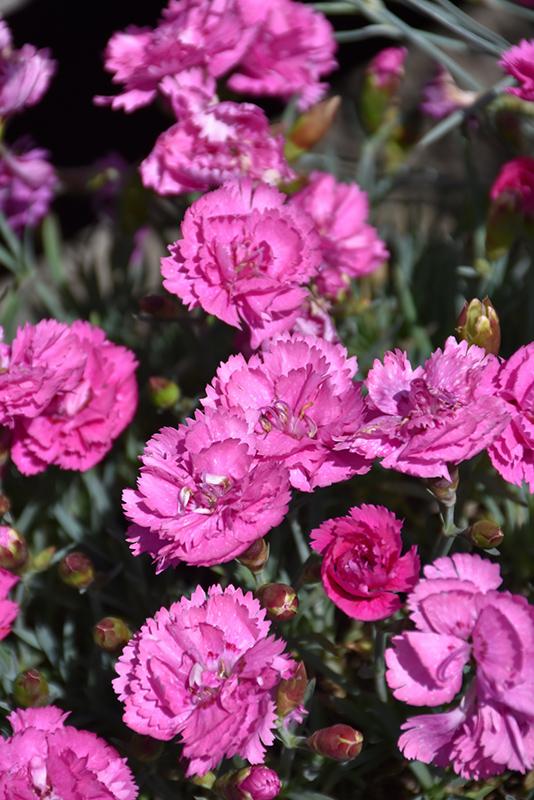 G6538 Dianthus Everlast Red 13 84ca75ef 3656 48be Bcf5 E25e99dd818b from www redcrocus com