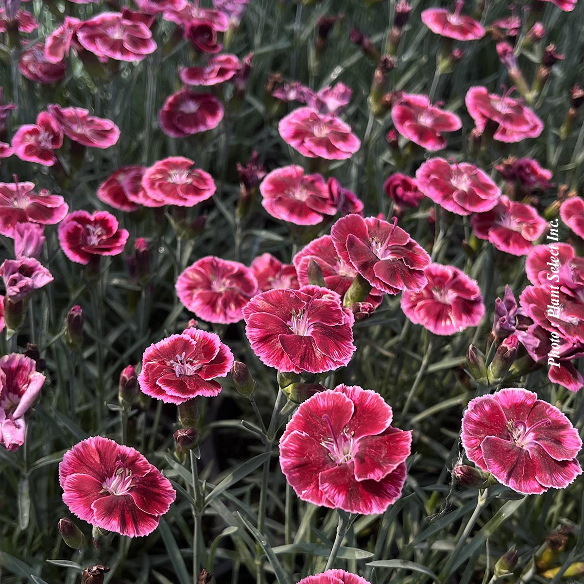 G6538 Dianthus Everlast Red 14 8780d84a 0457 4f71 B3f2 1aef55345f72 from www redcrocus com
