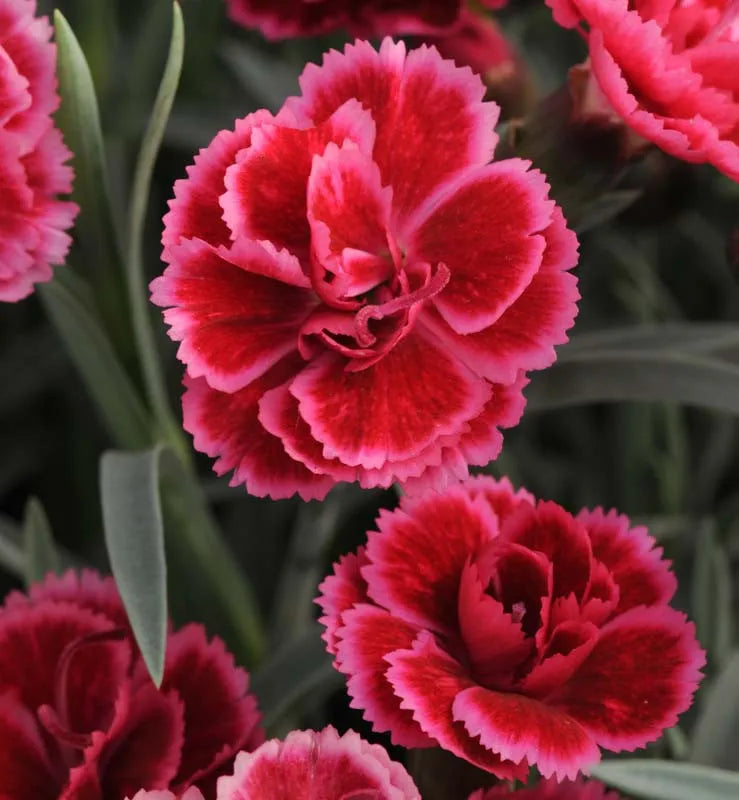 G6538 Dianthus Everlast Red 15 B41972a2 E568 4c41 B858 Ed88033788b4 from www redcrocus com