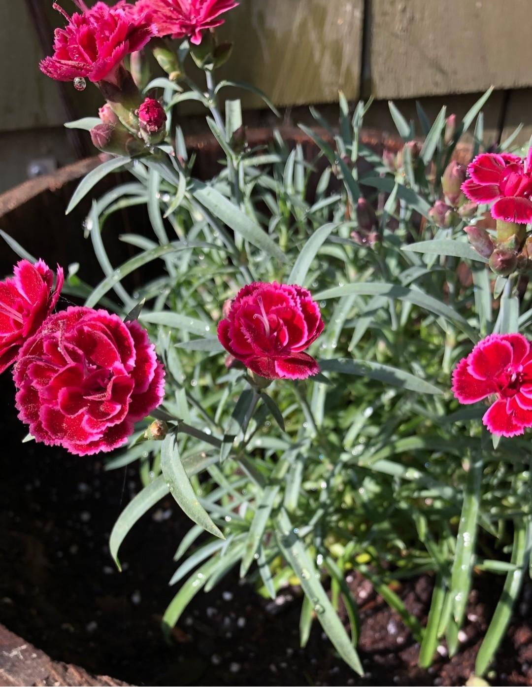 G6538 Dianthus Everlast Red 16 08042a94 B105 4af7 A5da 7971dbfdfe93 from www redcrocus com