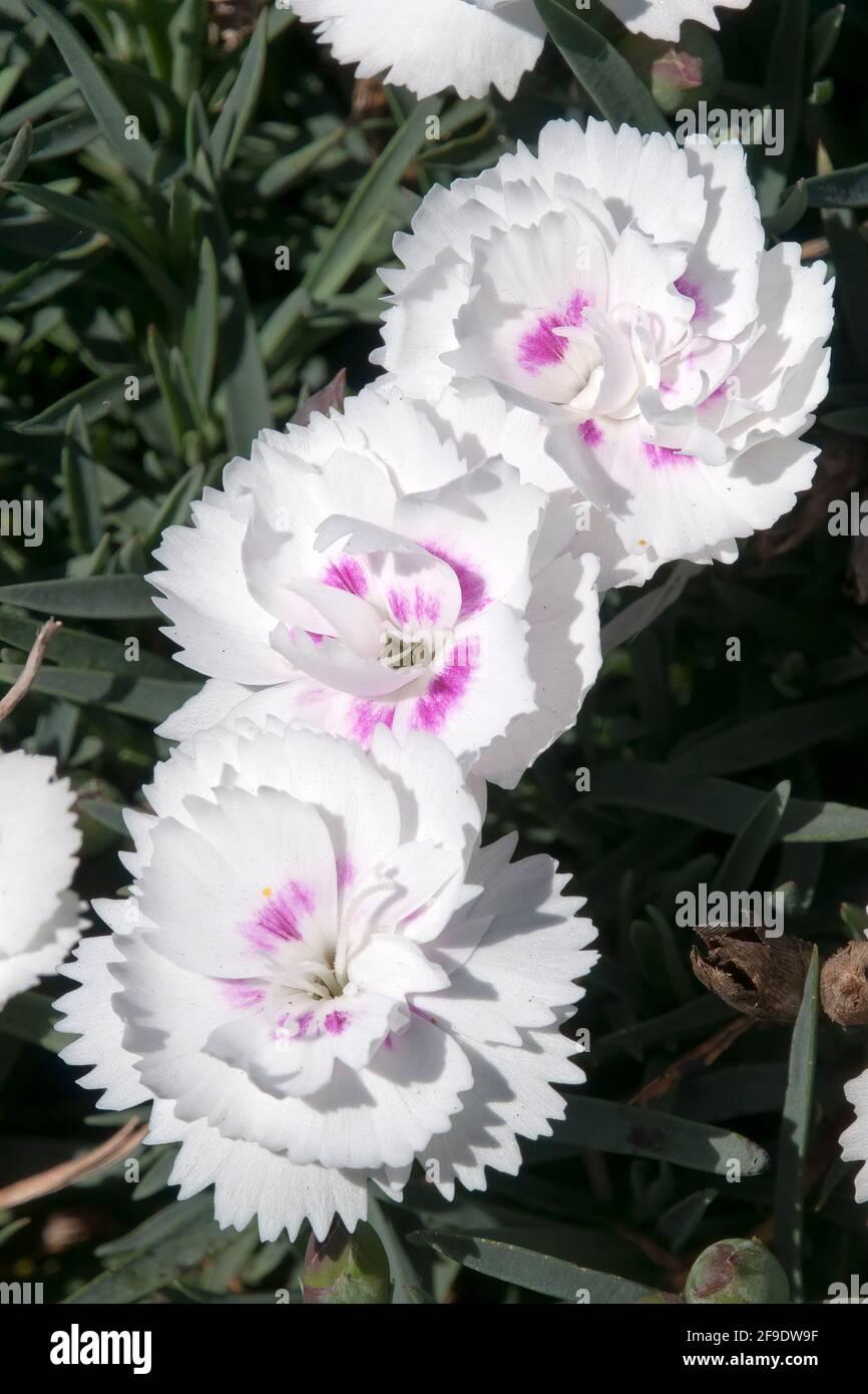 G6538 Dianthus Everlast Red 17 011f31d9 Bf39 412a B5c8 8143ac746b6f from www redcrocus com