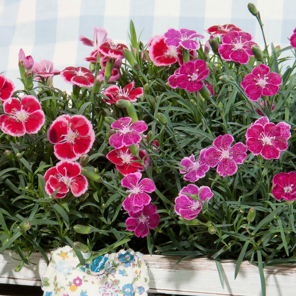 G6538 Dianthus Everlast Red 2 A91b98c5 6c19 432c 8c9f 1531b1eacea2 from www redcrocus com