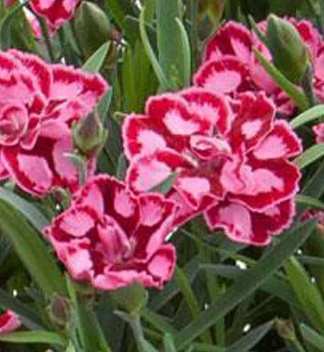 G6538 Dianthus Everlast Red 2 0f6adff3 7359 4952 9374 D2d9a2ebcd9d from www redcrocus com