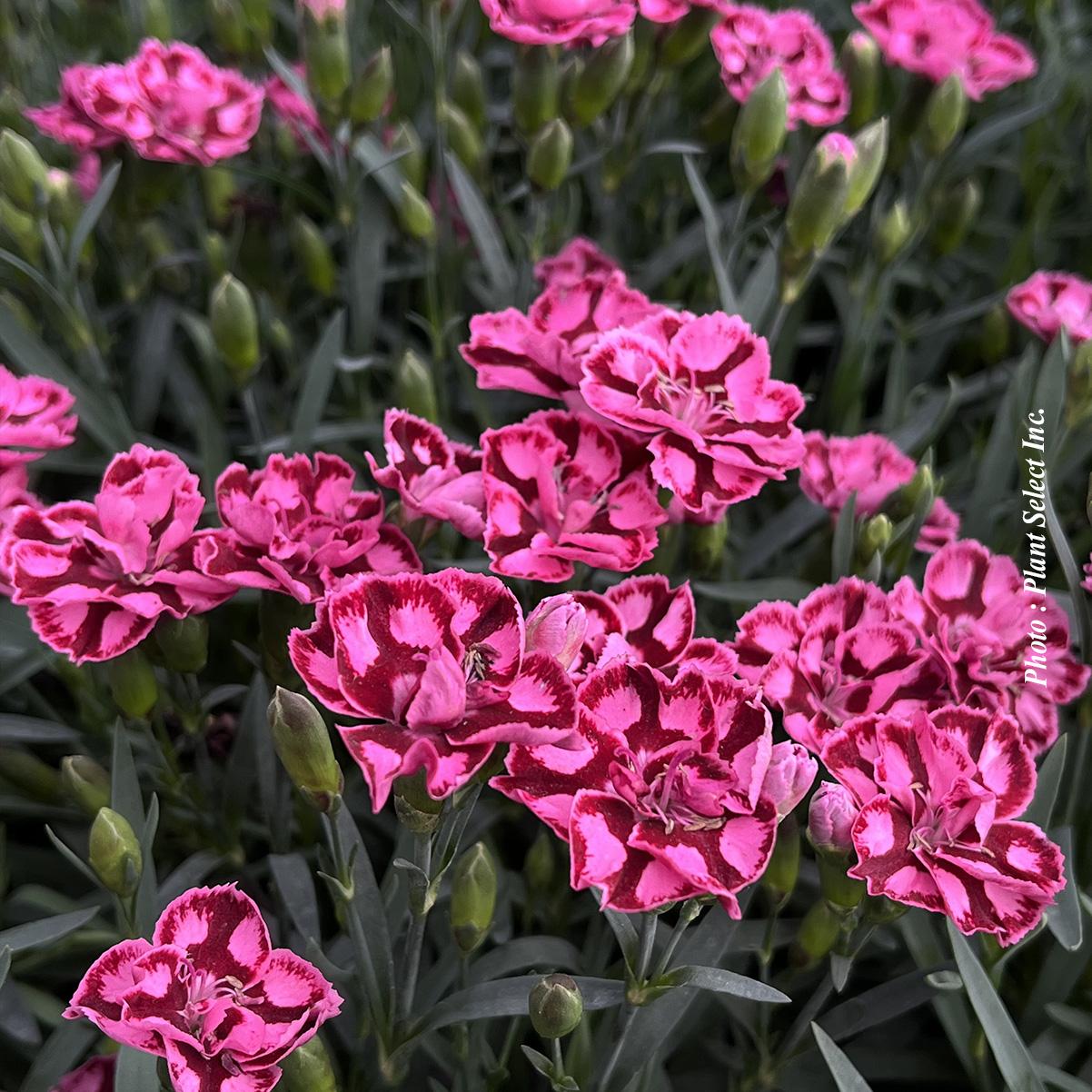 G6538 Dianthus Everlast Red 3 7ff5d00d 35e5 4047 984e 4b9313de980c from www redcrocus com