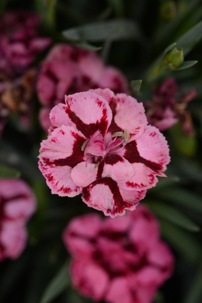 G6538 Dianthus Everlast Red 5 0c598e04 027e 424a B9f3 00bf0be4a759 from www redcrocus com