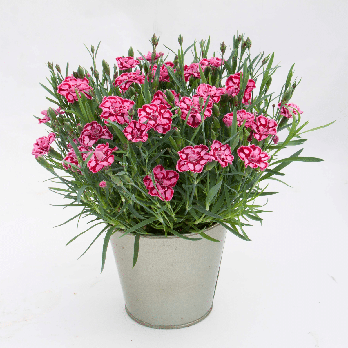 G6538 Dianthus Everlast Red 5 78c86a74 3005 4edb A6bb 9d7f74010362 from www redcrocus com