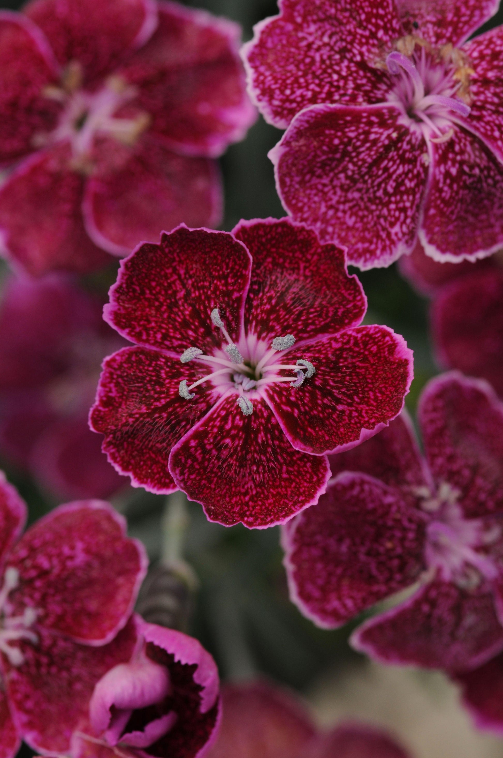 G6538 Dianthus Everlast Red 6 D879f70a D141 458c 8905 C454f3bbefaf from www redcrocus com