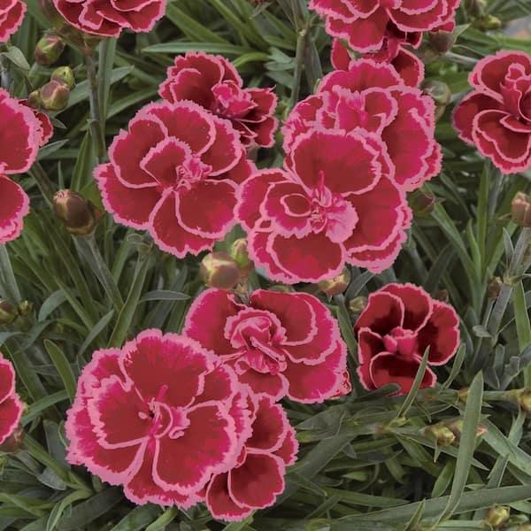 G6538 Dianthus Everlast Red 7 8b1b26d4 Cdc9 451b B3a2 6456cc0ce48a from www redcrocus com