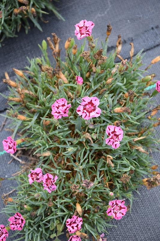 G6538 Dianthus Everlast Red 8 E55ecfcf 1bfb 4826 8099 5809f1f2c6bb from www redcrocus com