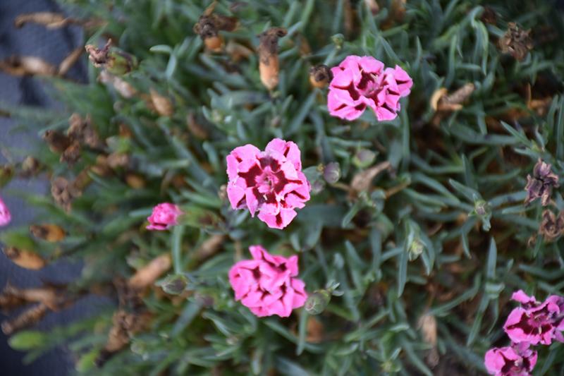 G6538 Dianthus Everlast Red 9 D80e8e90 0be2 47aa 8427 F3a3c9777603 from www redcrocus com