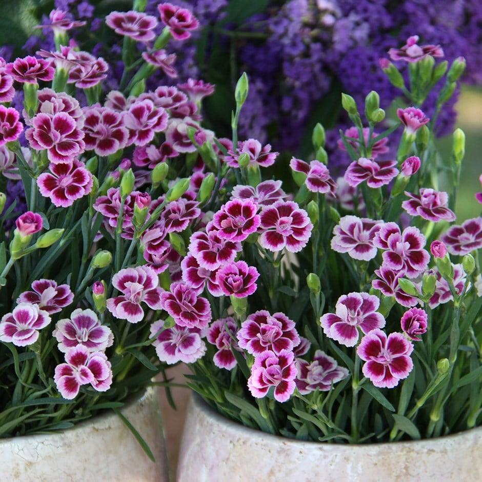 G6542 Dianthus Pink Kisses 10 1b4a1694 C617 452a Be3d 0a7ddce1ebf4 from www redcrocus com