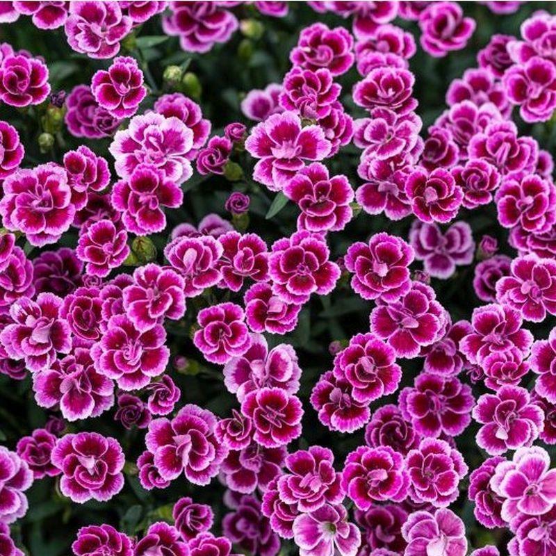 G6542 Dianthus Pink Kisses 11 65ee1d32 D7f2 411a Af9d E23286a8bd16 from www redcrocus com