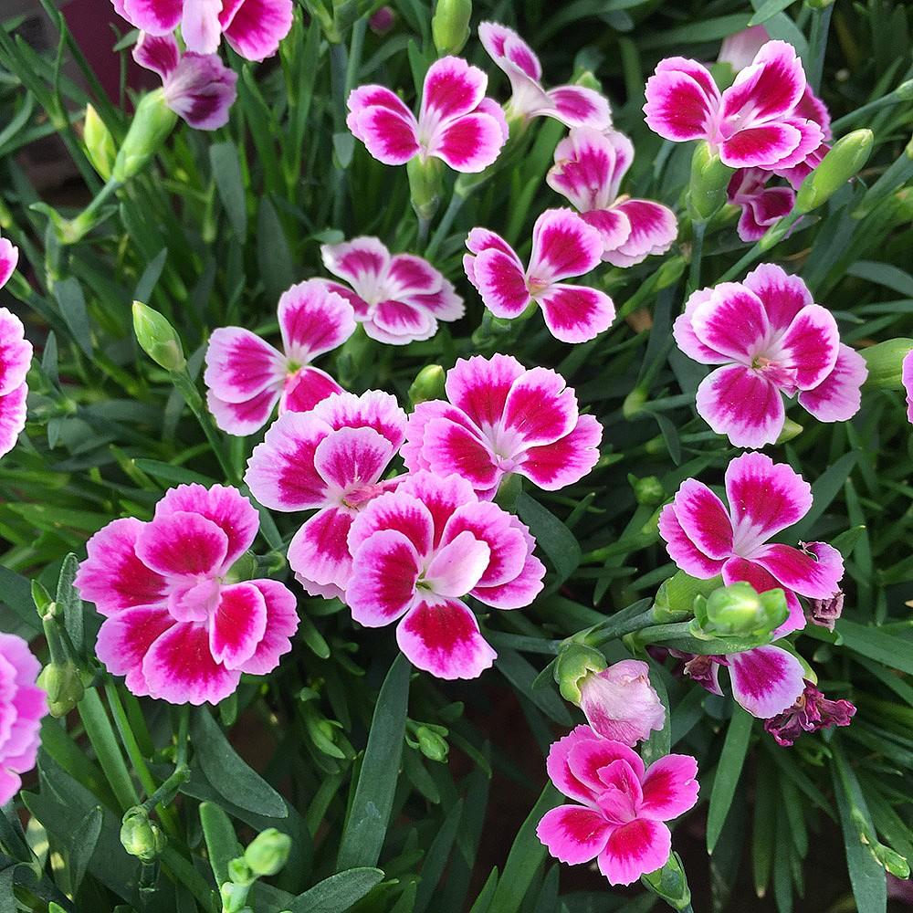 G6542 Dianthus Pink Kisses 12 8d94f0cb Be1a 4b92 B166 227b29467de3 from www redcrocus com