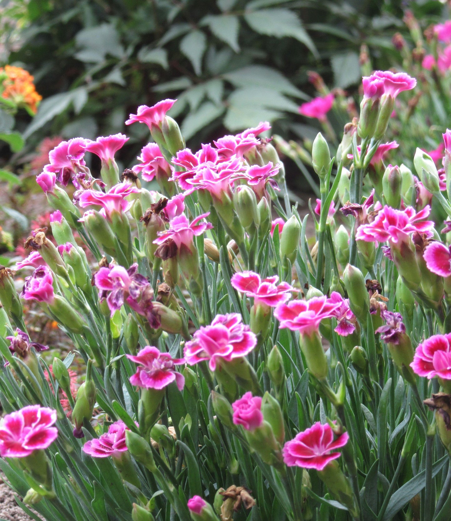 G6542 Dianthus Pink Kisses 13 C8ec4587 5789 496b 8859 4a3cd33a9166 from www redcrocus com