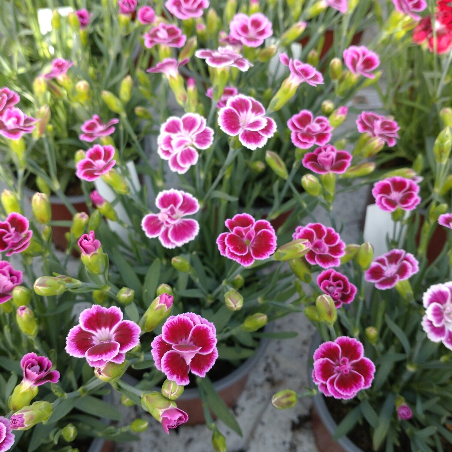 G6542 Dianthus Pink Kisses 14 82fead31 0cea 4466 9524 6c1ca0006b0c from www redcrocus com