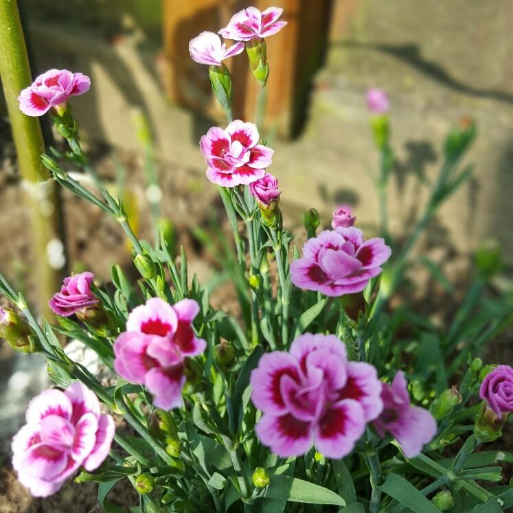 G6542 Dianthus Pink Kisses 15 6be86470 F2d4 4ed6 B0f1 7bf43281c838 from www redcrocus com