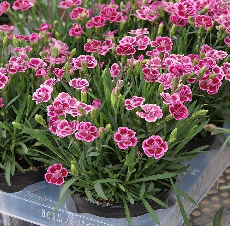 G6542 Dianthus Pink Kisses 16 30eb69c5 3281 4fd8 B0fb A4c8fafe7fc2 from www redcrocus com