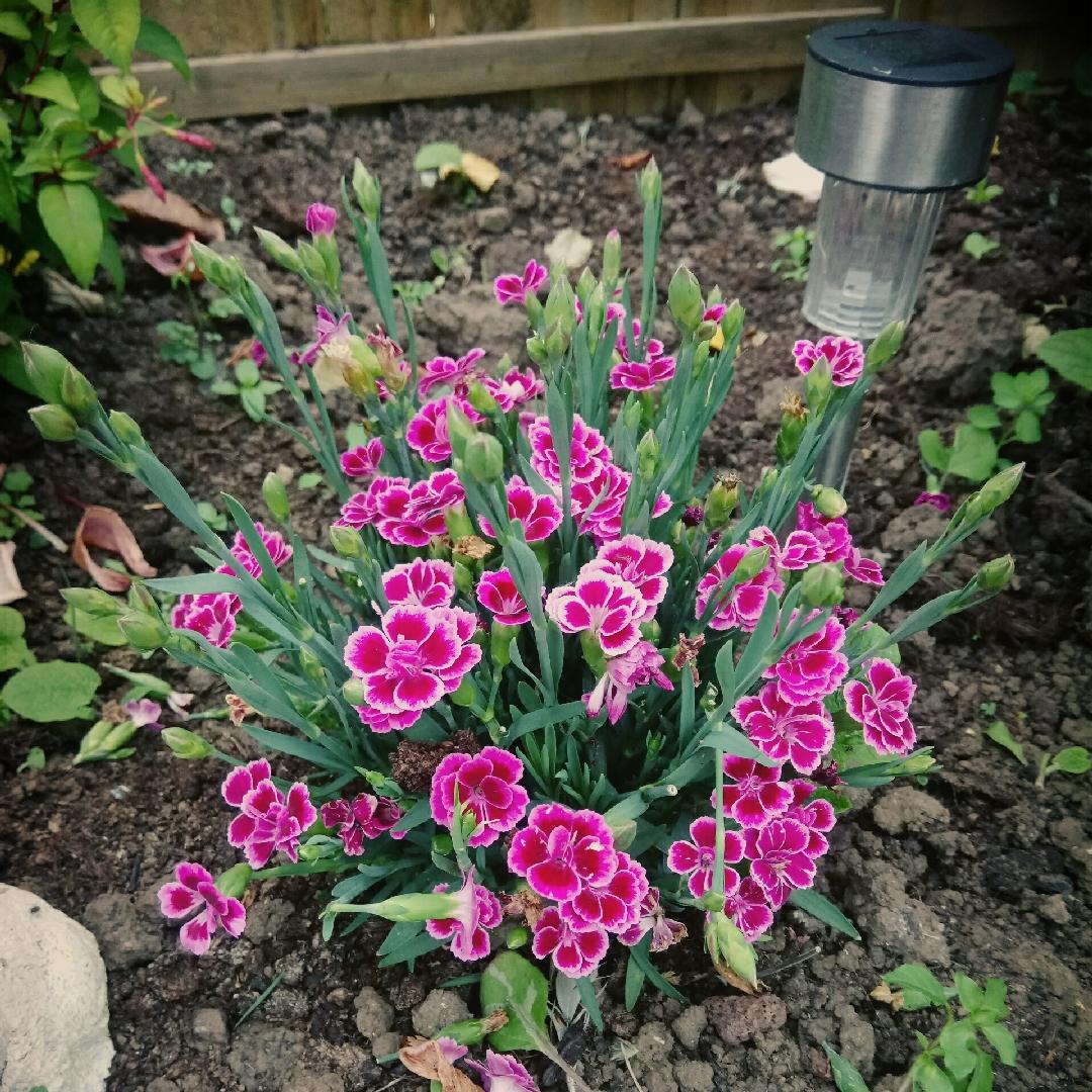 G6542 Dianthus Pink Kisses 18 47479e94 551a 4a0b B945 9d28cdd948f9 from www redcrocus com
