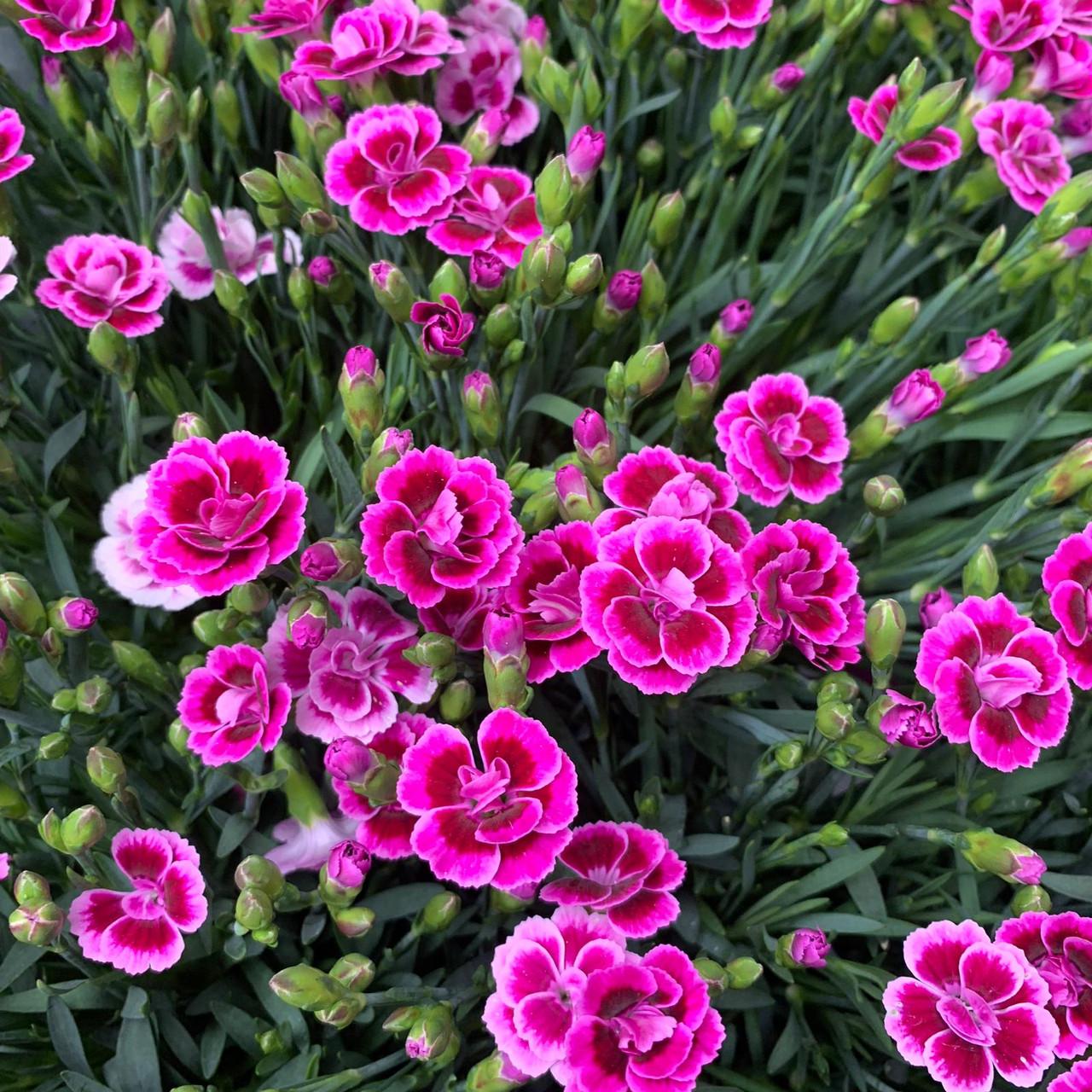 G6542 Dianthus Pink Kisses 19 Ec7f1e8e 74f5 4b17 8501 0ce12877006f from www redcrocus com