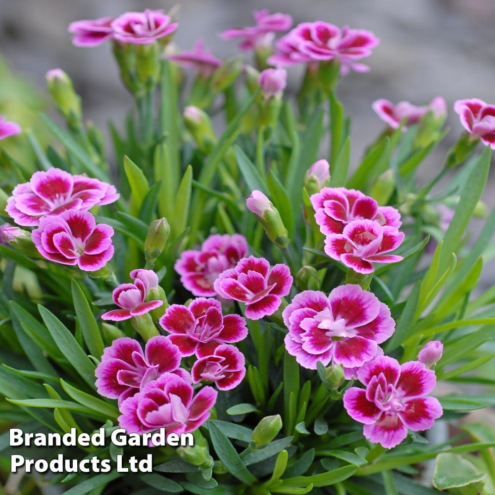 G6542 Dianthus Pink Kisses 1 C08f602b 4c67 42eb B4ca 29f6451831a2 from www redcrocus com