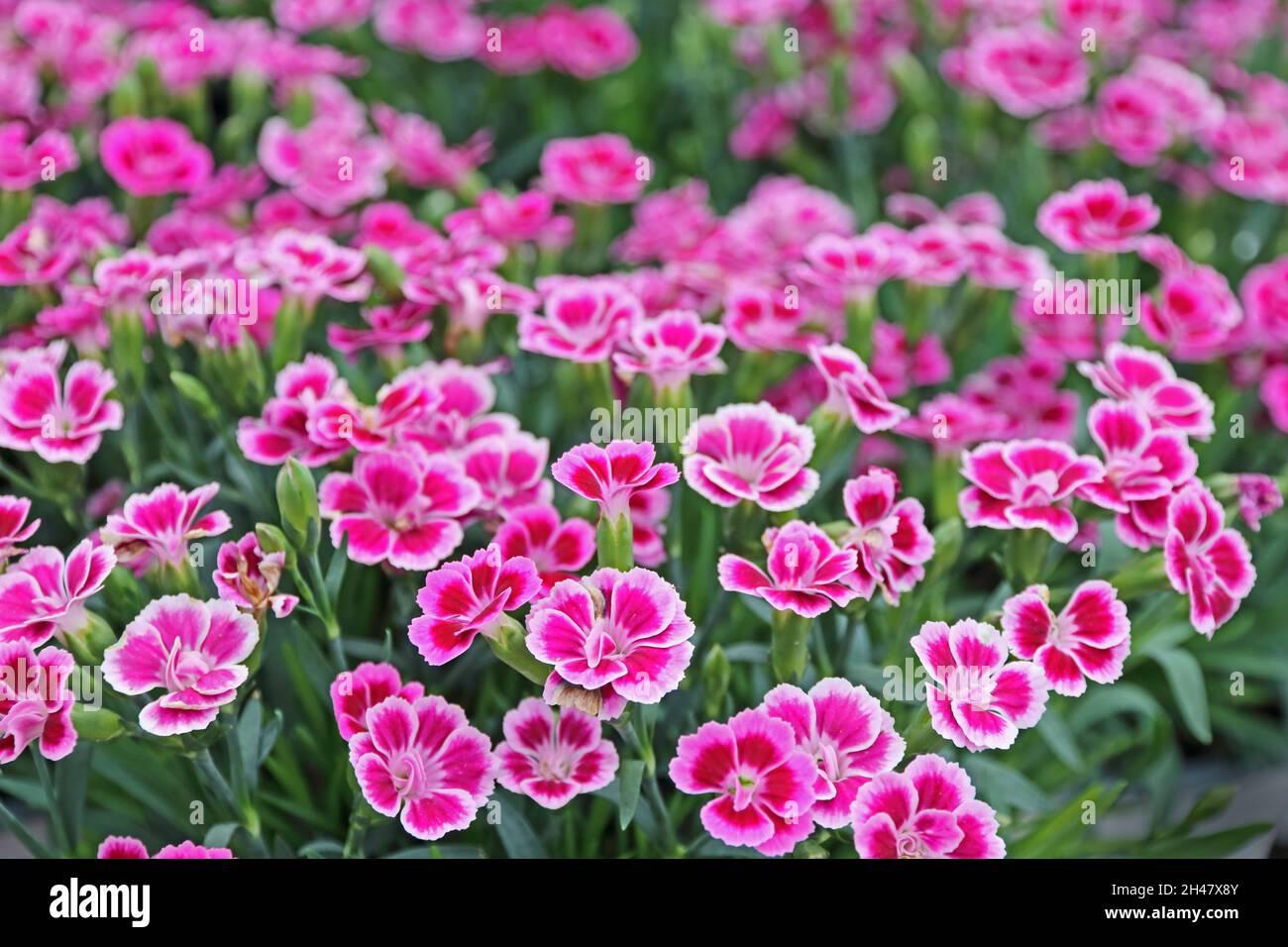 G6542 Dianthus Pink Kisses 20 Abec1430 2c8c 4919 B1c3 864b624bd3be from www redcrocus com