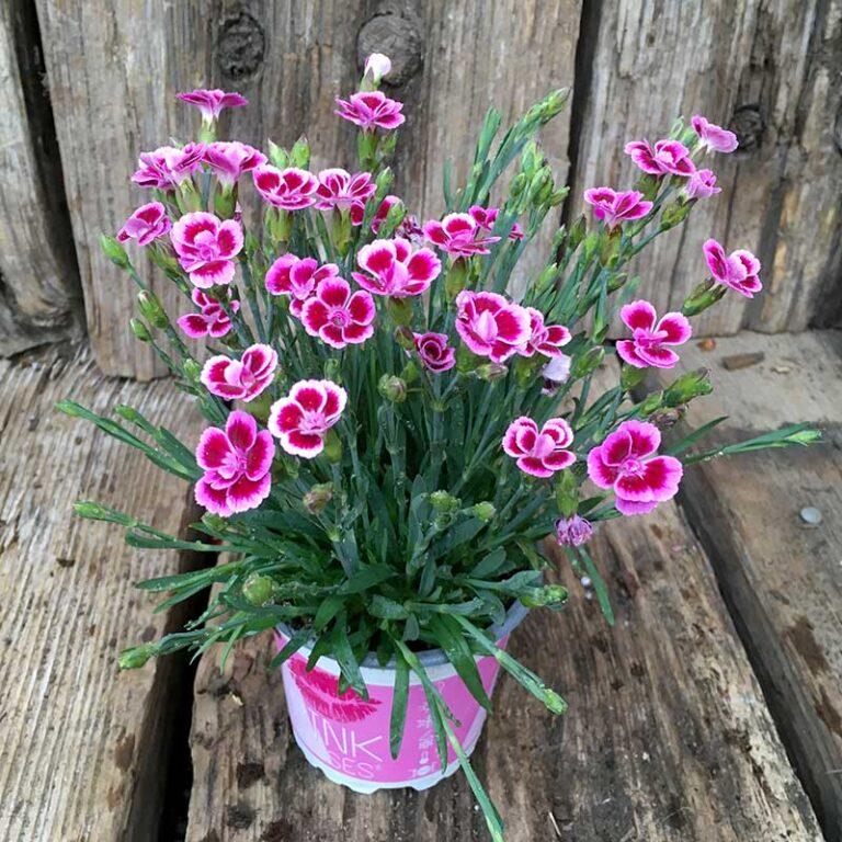 G6542 Dianthus Pink Kisses 2 7b1c73d9 9b08 41a9 A21c 1c16b3d97dc3 from www redcrocus com