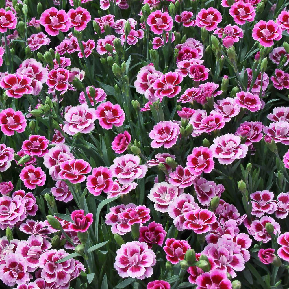 G6542 Dianthus Pink Kisses 3 Be485bd8 099d 44b1 Aac1 1a9ad8bdb728 from www redcrocus com