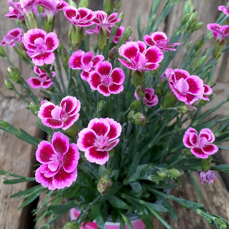 G6542 Dianthus Pink Kisses 4 Ec5efd6f 9079 468e 8244 6297bf6933e6 from www redcrocus com