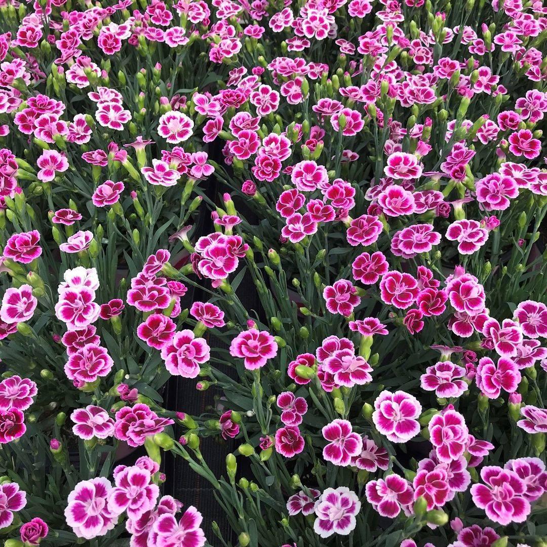 G6542 Dianthus Pink Kisses 5 85541eff 7be3 426a 95b3 0772ea582c65 from www redcrocus com