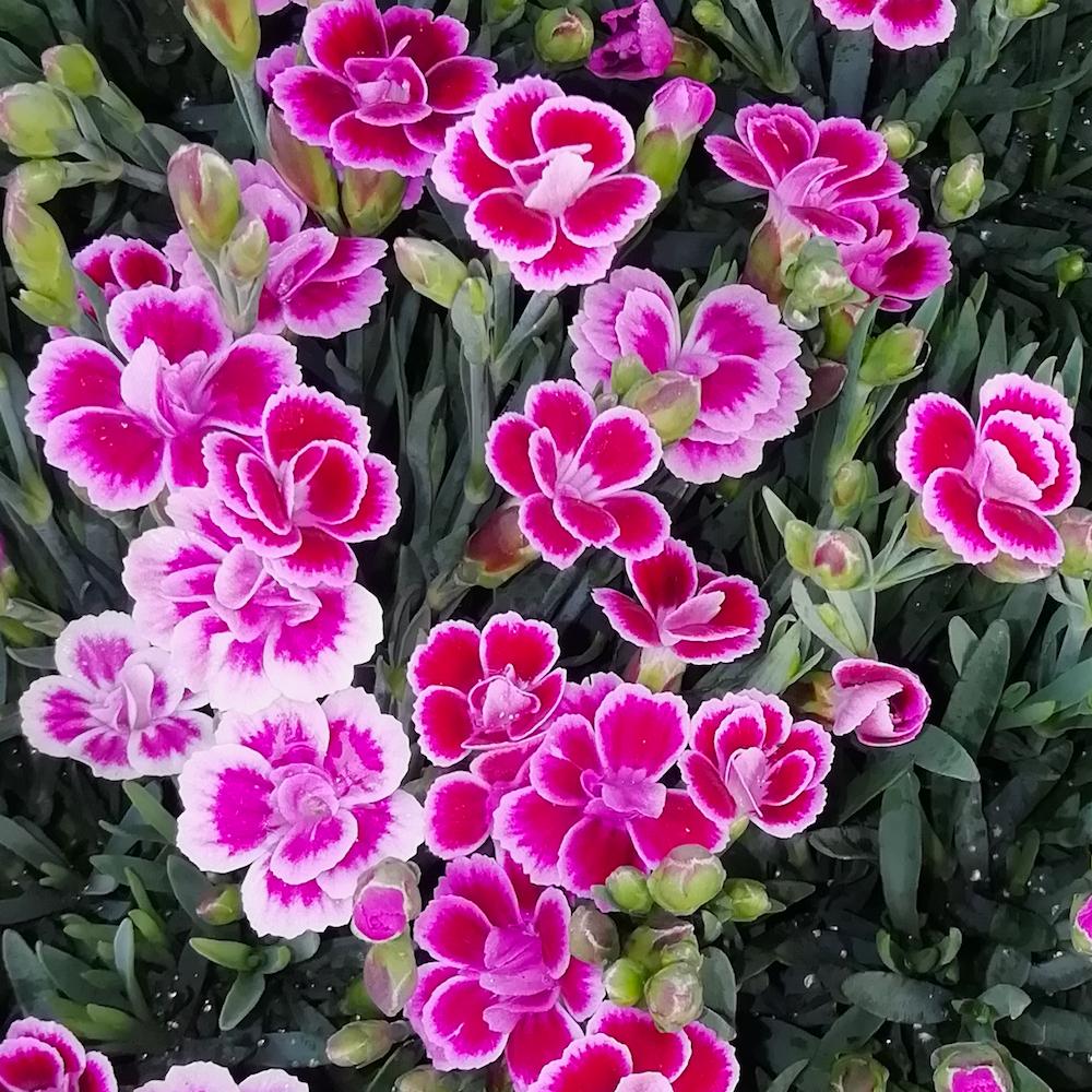 G6542 Dianthus Pink Kisses 6 B9cb27e1 A48b 401e 85fd 4d9e710e1c14 from www redcrocus com