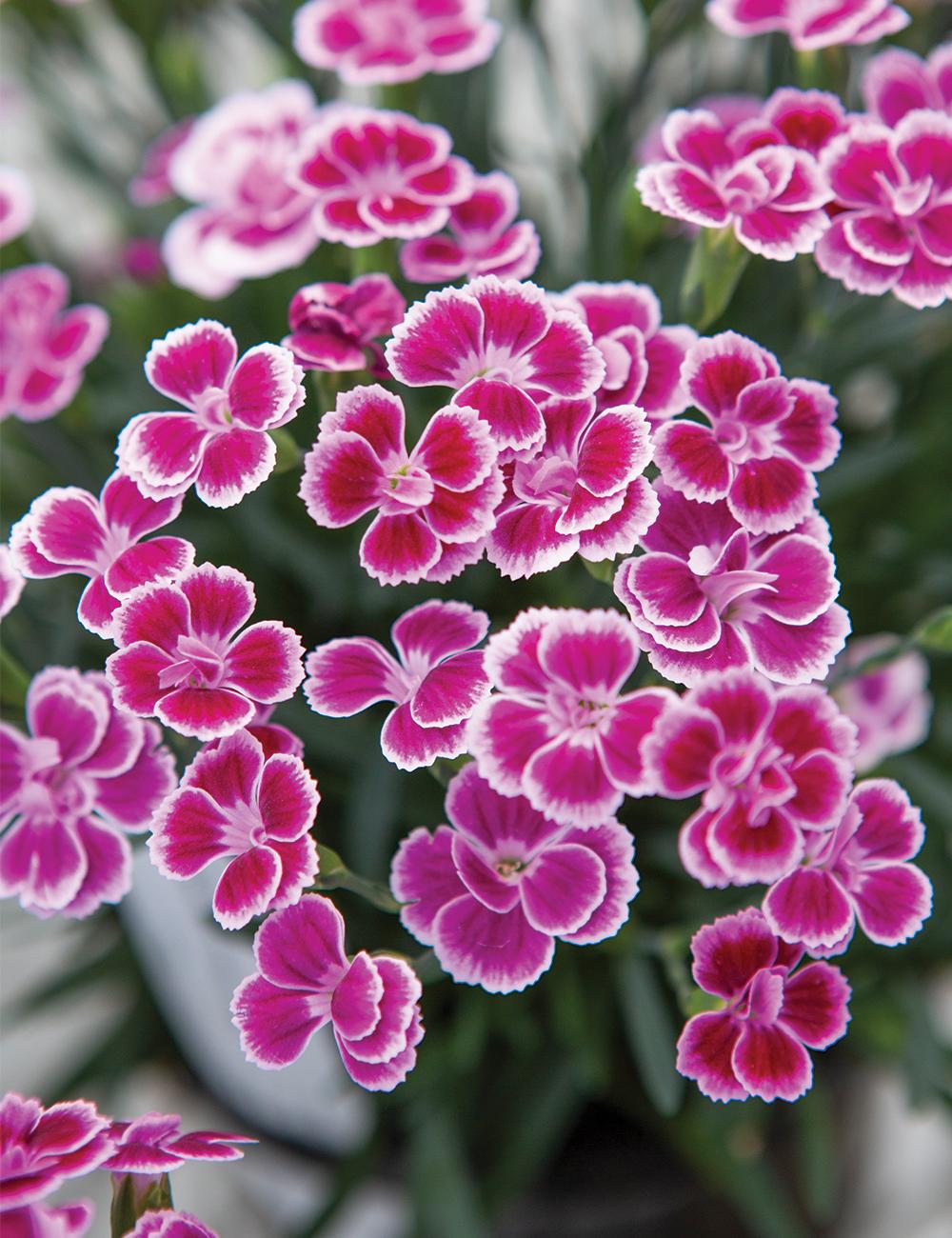 G6542 Dianthus Pink Kisses 7 F4c67f0c 136d 4995 Af44 088f2a5e51a6 from www redcrocus com