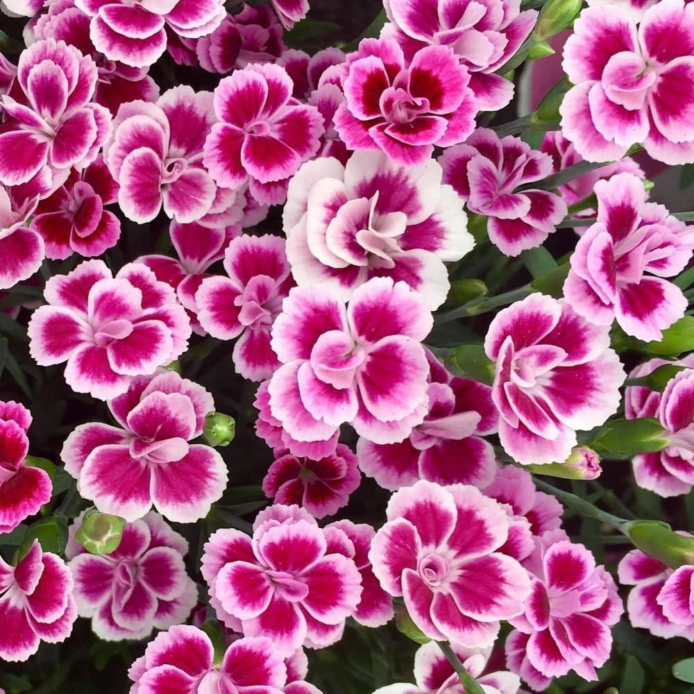 G6542 Dianthus Pink Kisses 8 904840e4 3704 491d A7b8 Ea0fc6b685d6 from www redcrocus com