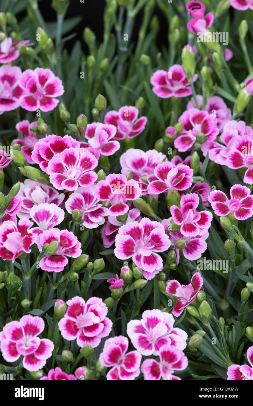 G6542 Dianthus Pink Kisses 9 355cf587 2315 402b 92cf A93d54ae2b81 from www redcrocus com