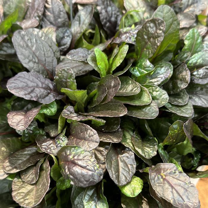G6543 Ajuga Reptans 'midnight Mystery' - View 10 from www redcrocus com