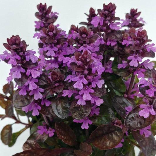 G6543 Ajuga Reptans 'midnight Mystery' - View 11 from www redcrocus com
