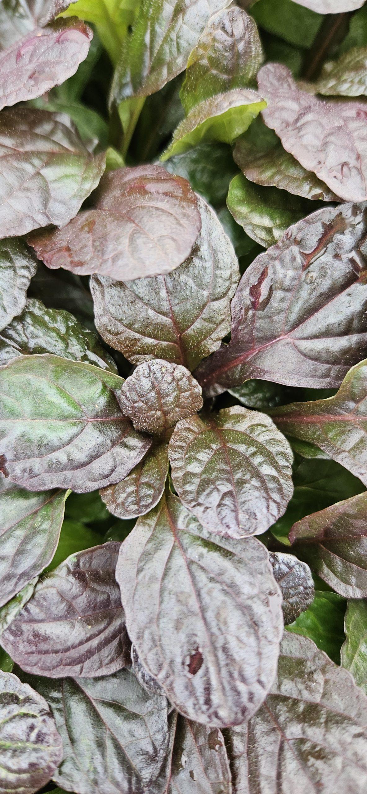 G6543 Ajuga Reptans 'midnight Mystery' - View 15 from www redcrocus com