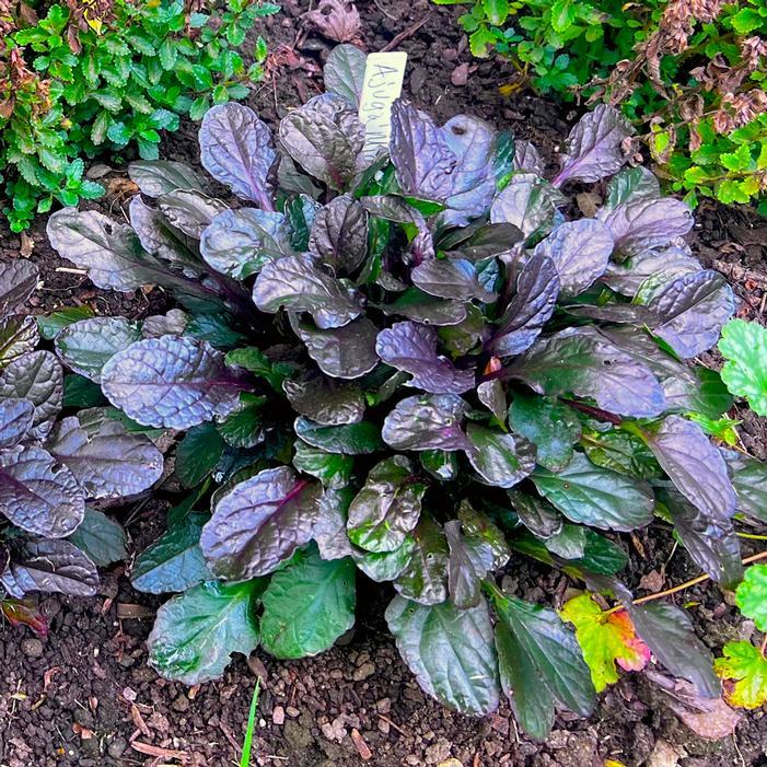 G6543 Ajuga Reptans 'midnight Mystery' - View 16 from www redcrocus com