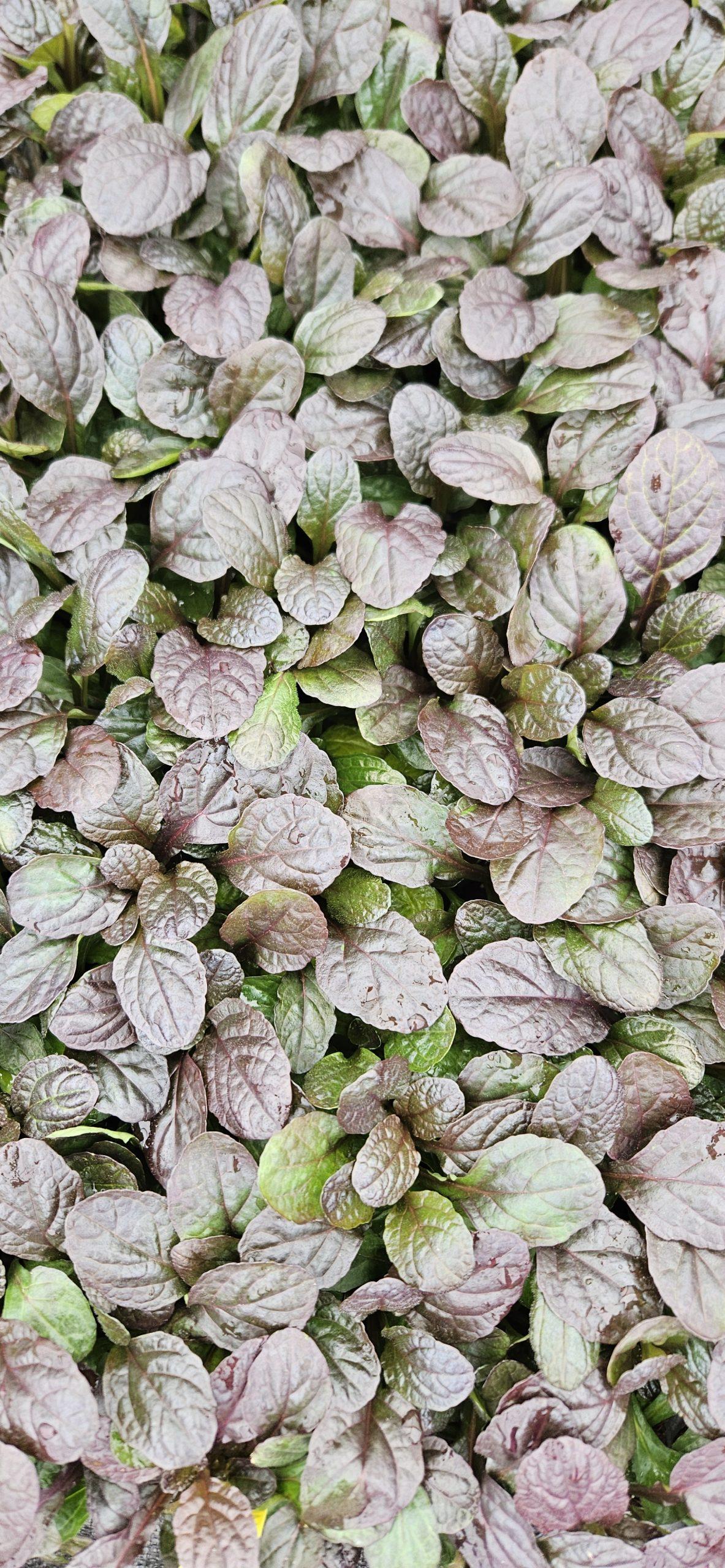 G6543 Ajuga Reptans 27midnight Mystery 27 17 23fd973a E54a 4283 9050 A2fc17439cb3 from www redcrocus com