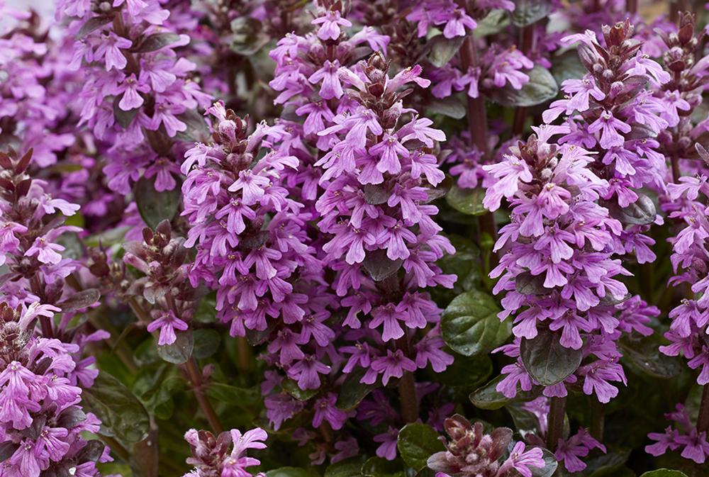 G6543 Ajuga Reptans 'midnight Mystery' - View 19 from www redcrocus com