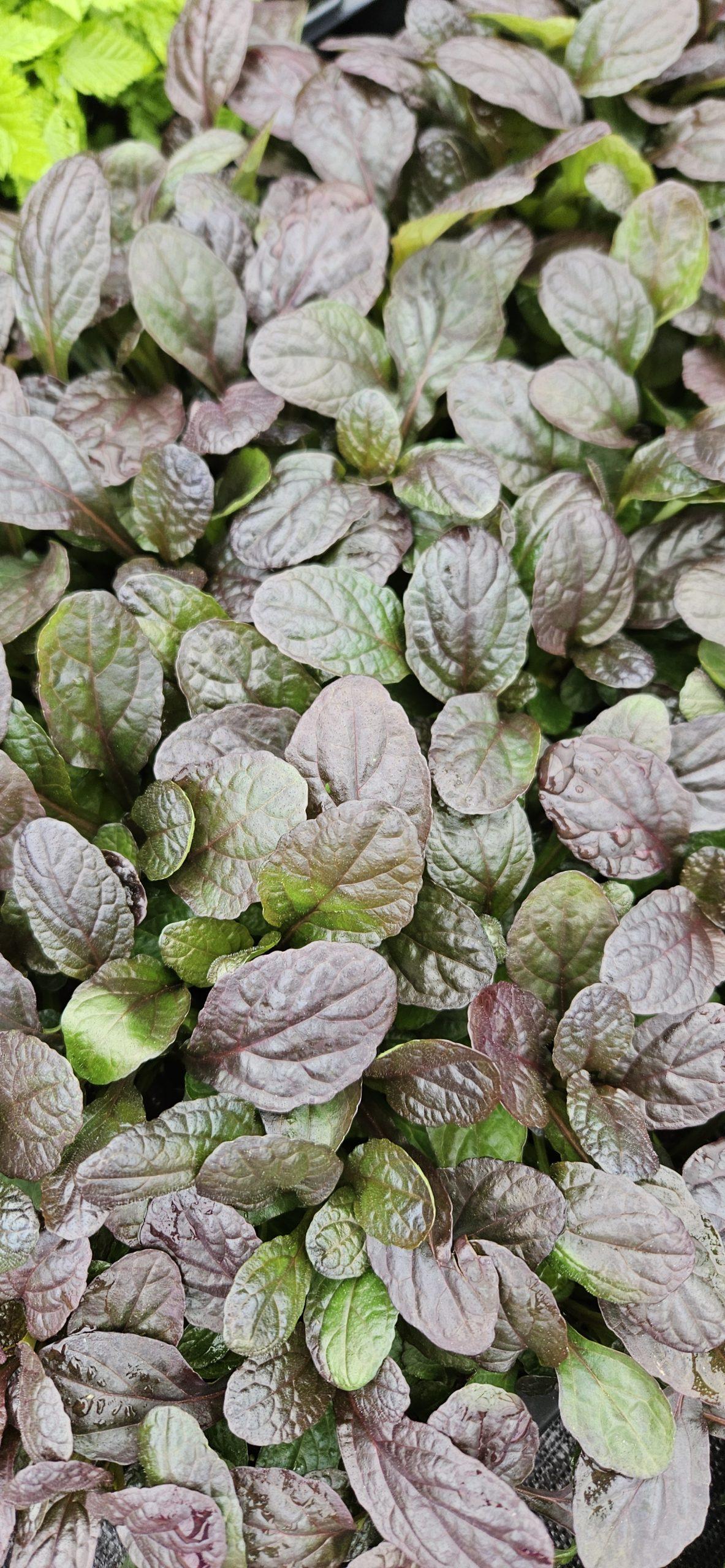 G6543 Ajuga Reptans 'midnight Mystery' - View 20 from www redcrocus com