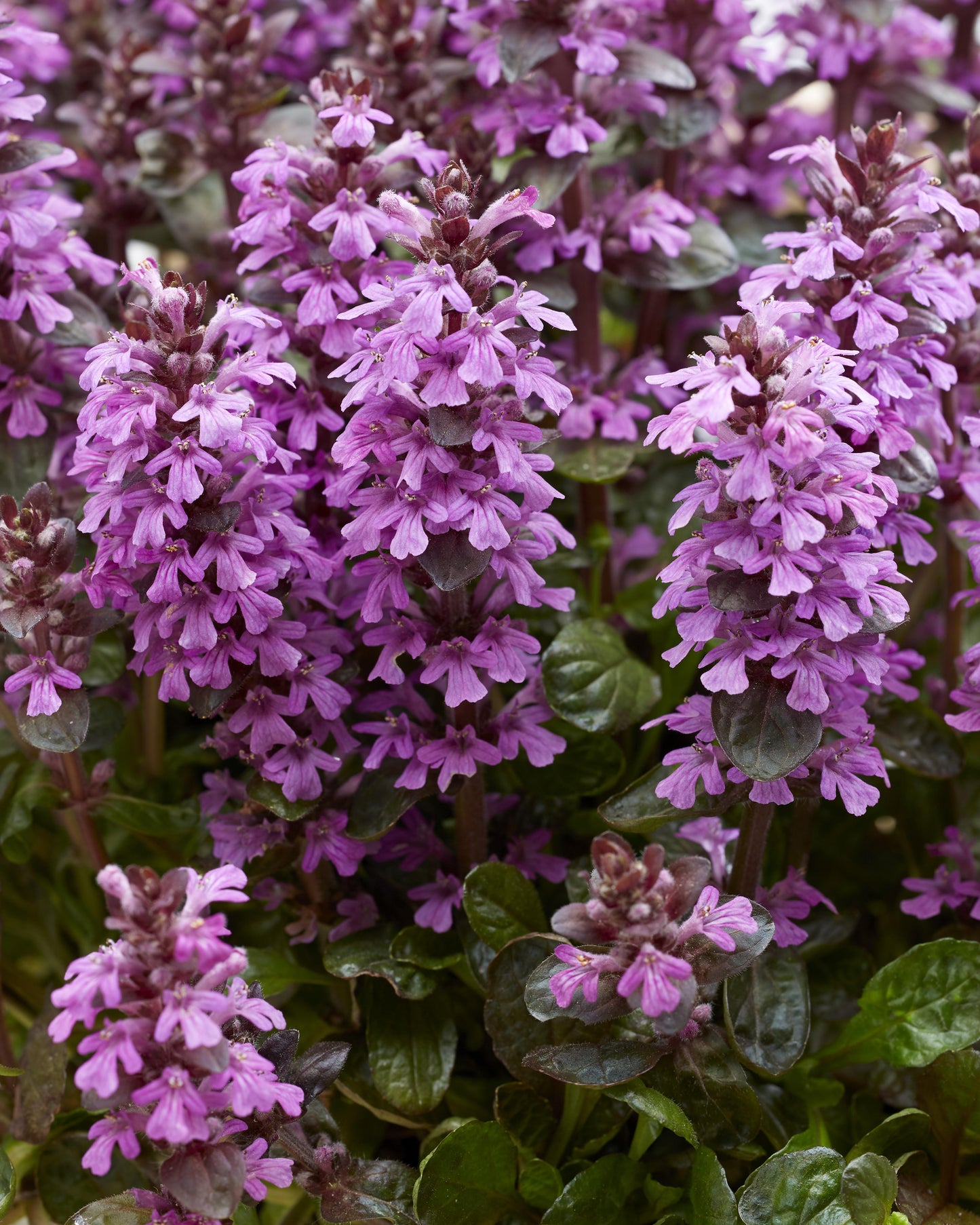 G6543 Ajuga Reptans 27midnight Mystery 27 22 E3e1611b 3787 4ef6 Bc3f E4ee947636f4 from www redcrocus com