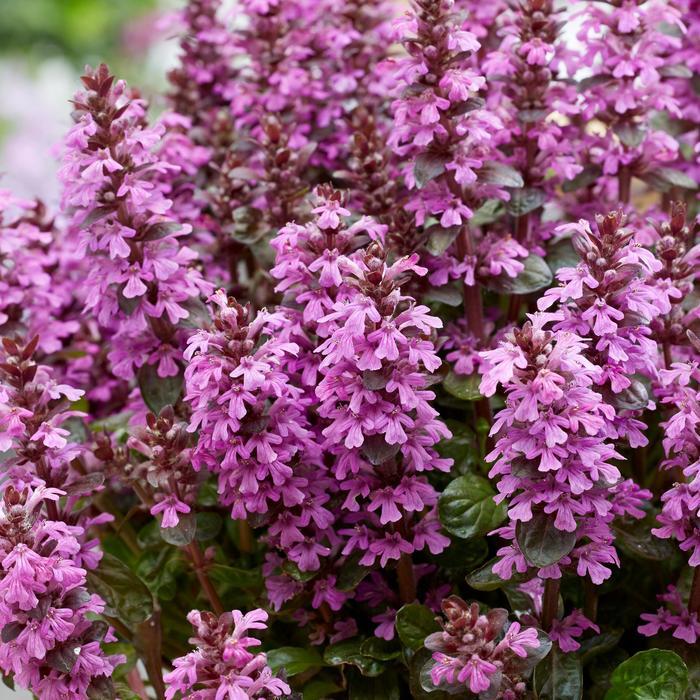 G6543 Ajuga Reptans 'midnight Mystery' - View 23 from www redcrocus com