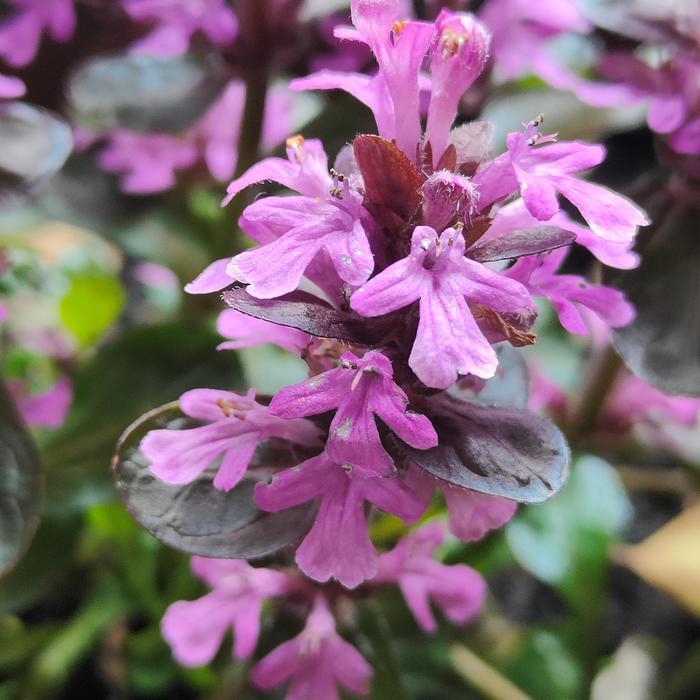 G6543 Ajuga Reptans 'midnight Mystery' - View 31 from www redcrocus com