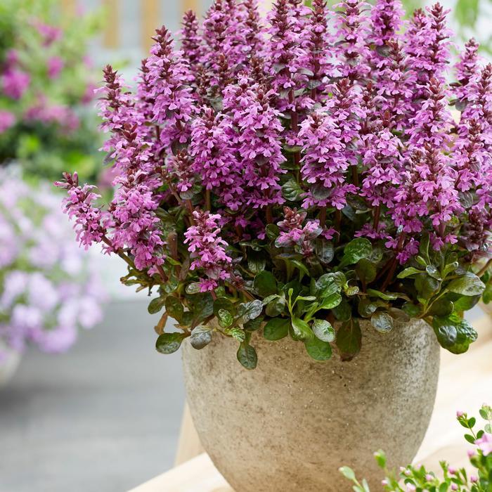 G6543 Ajuga Reptans 27midnight Mystery 27 32 Aec02693 1ba3 48ae Bf30 Fd06e97f0f30 from www redcrocus com