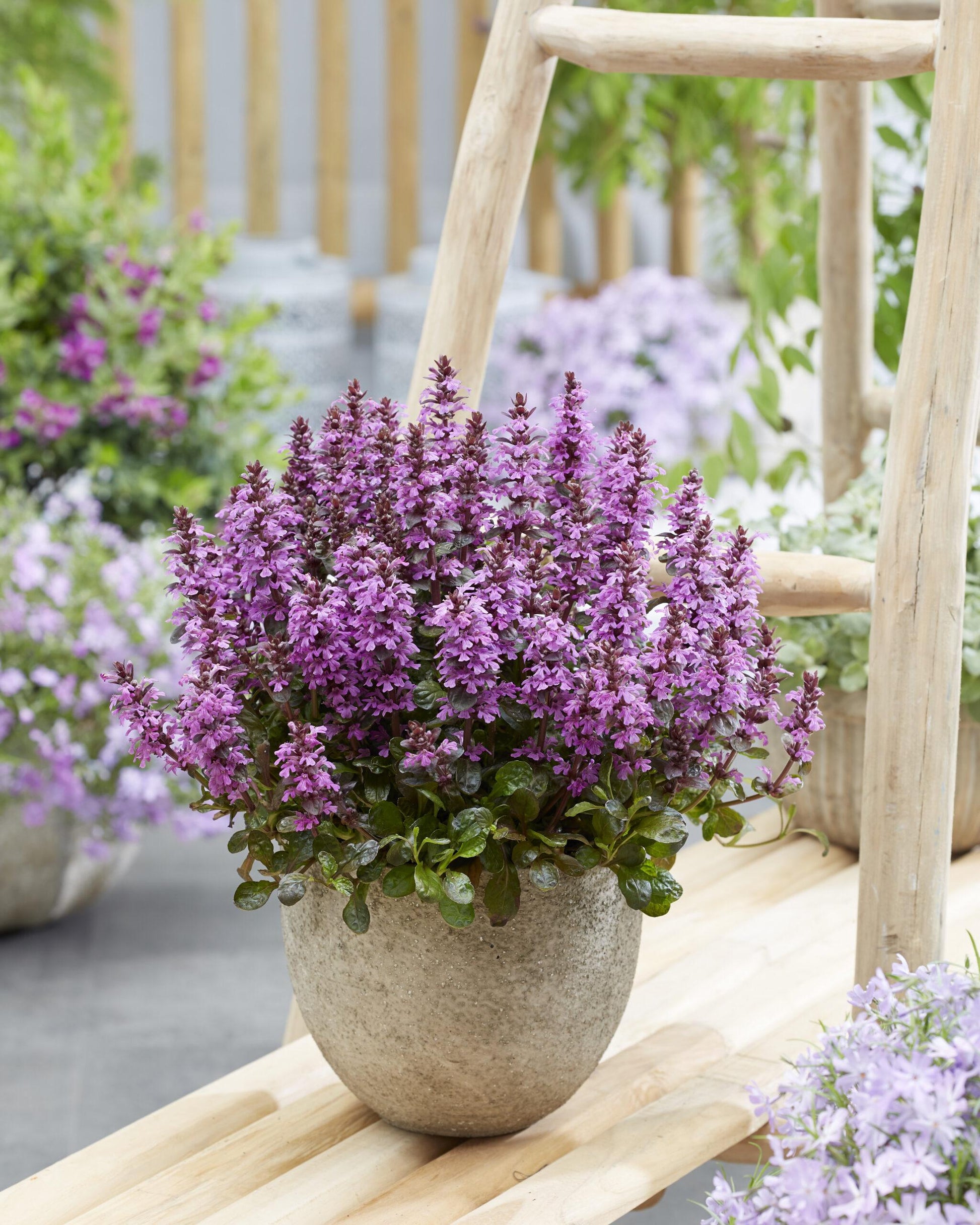 G6543 Ajuga Reptans 27midnight Mystery 27 33 06448daa 26c6 4412 9448 A8614f755ae6 from www redcrocus com