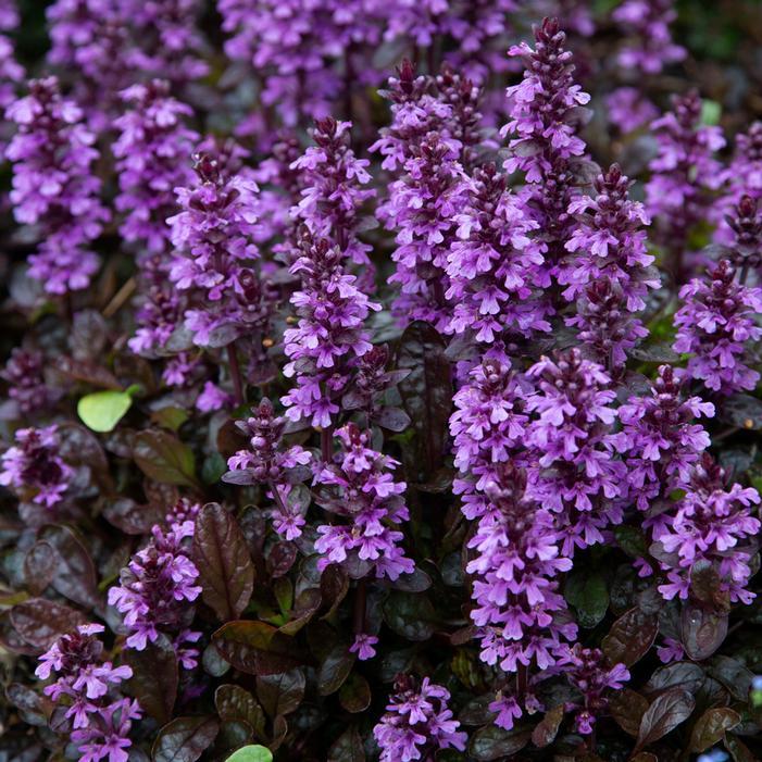 G6543 Ajuga Reptans 'midnight Mystery' - View 3 from www redcrocus com