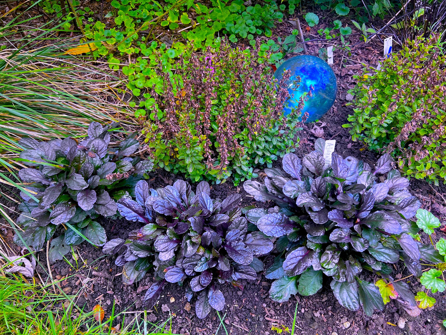 G6543 Ajuga Reptans 27midnight Mystery 27 4 85395ba8 2c9d 4ded 9dfa Bb03ef35ffa1 from www redcrocus com