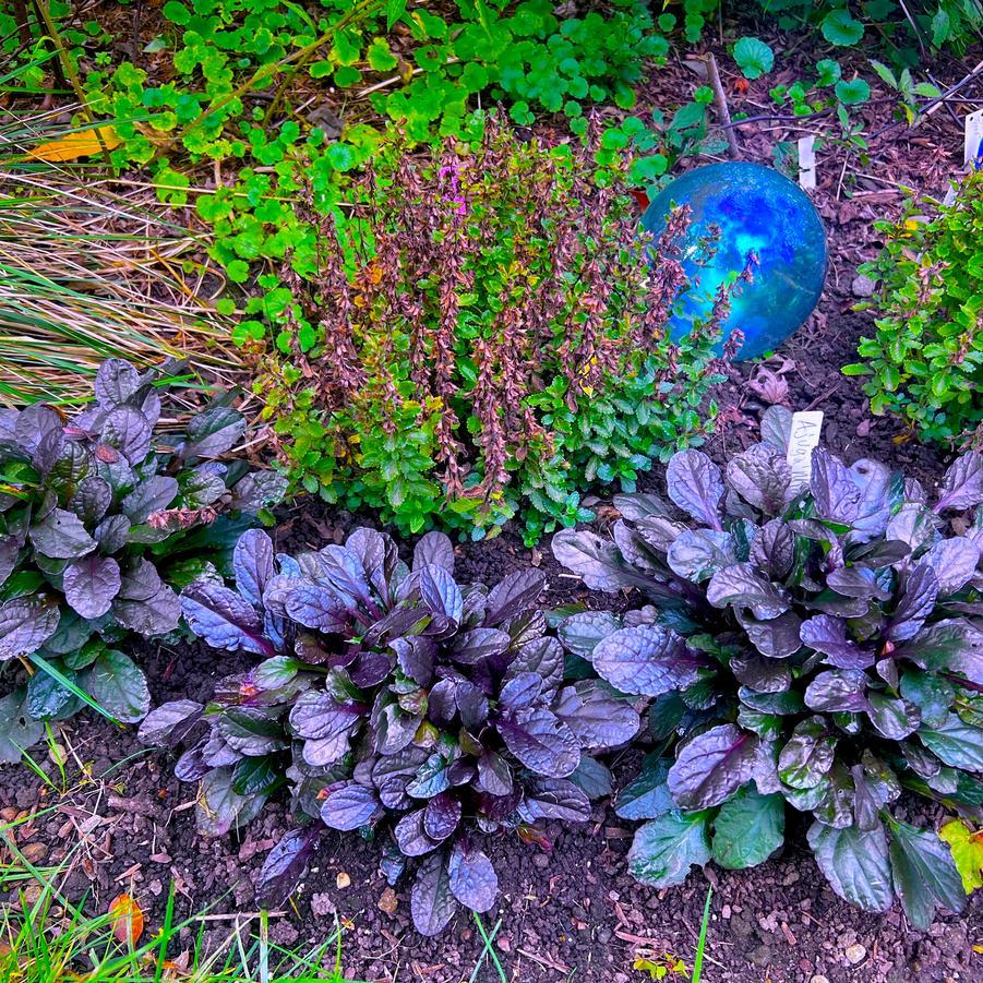 G6543 Ajuga Reptans 'midnight Mystery' - View 5 from www redcrocus com