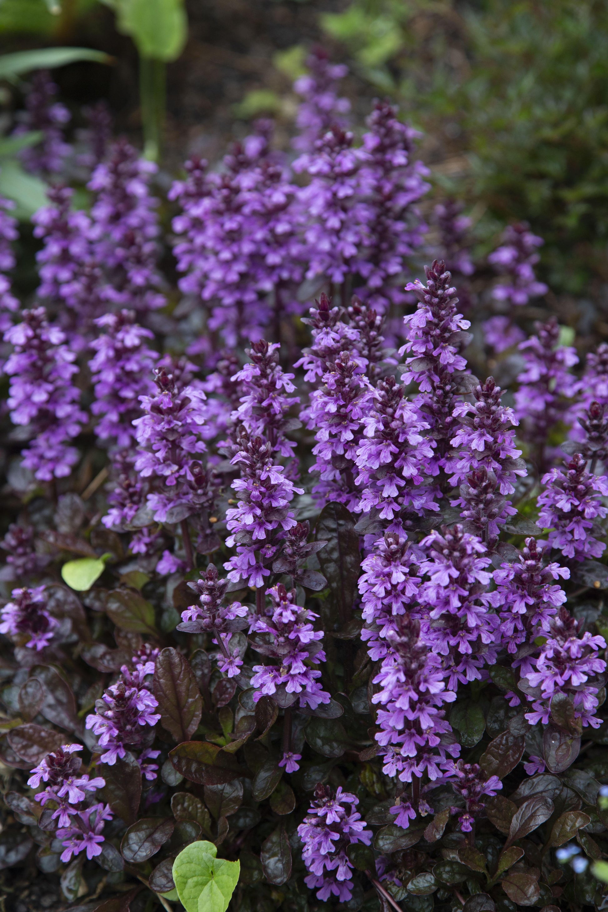 G6543 Ajuga Reptans 27midnight Mystery 27 6 Ba120e4a 5e4a 415a 8570 Bfa40d538399 from www redcrocus com
