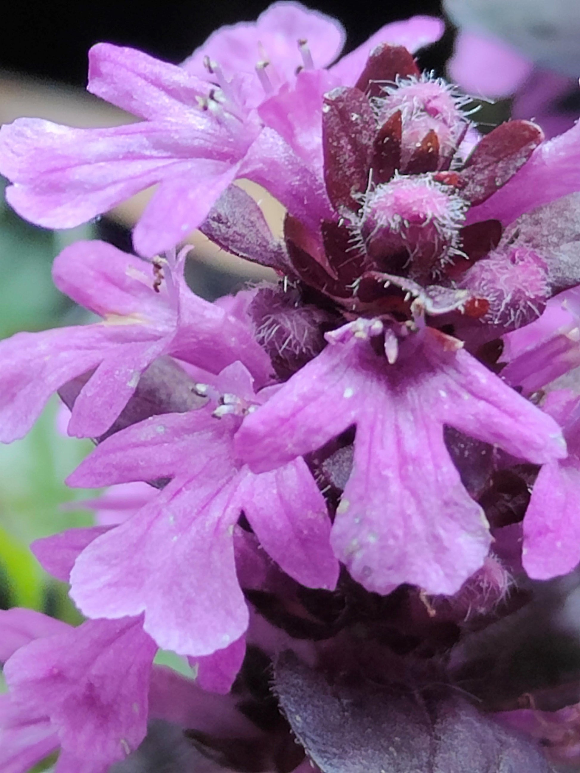 G6543 Ajuga Reptans 'midnight Mystery' - View 7 from www redcrocus com